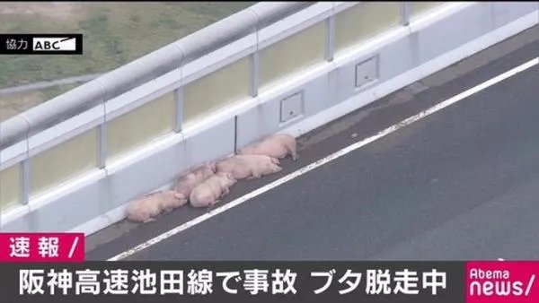 19头猪车祸逃走 猪在高速上“开车”是怎么回事?