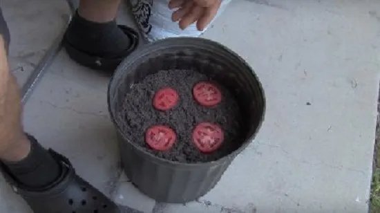 男子把西红柿片放盆中 神奇了(组图)