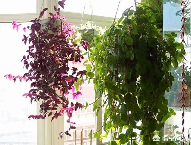 长方形的小阳台怎么打造小花园？