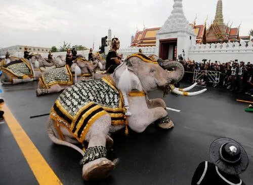 泰国大象悼念国王 一声哀鸣后下跪悼念泰王