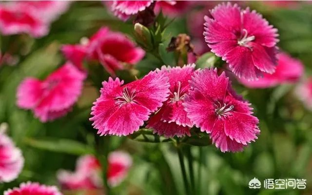 农村山里的石竹子,有什么作用和功效?