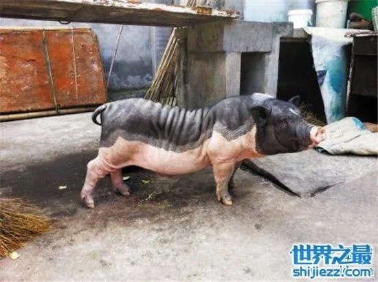 宠物猪长成300斤巨猪,最终只能当饲养猪养着