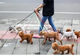 济南发布养犬通告内容是什么？