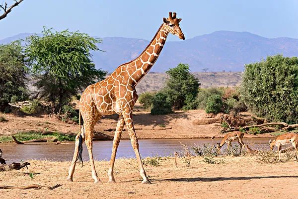 长颈鹿未来或将灭绝