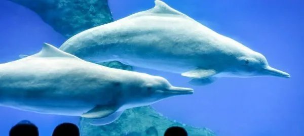 中华白海豚亮相是怎么回事?