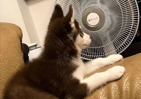 二哈到底是多神奇的动物，竟然把奶奶气进了医院？