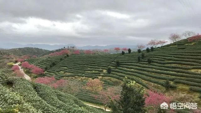 男子武大校园剧烈摇动樱花树，如何有效制止此类行为？