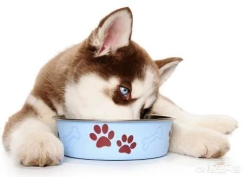 哈士奇吃什么狗粮好?