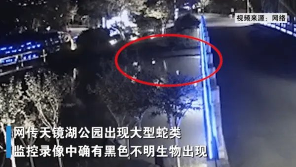 太仓天镜湖大蛇是真是假