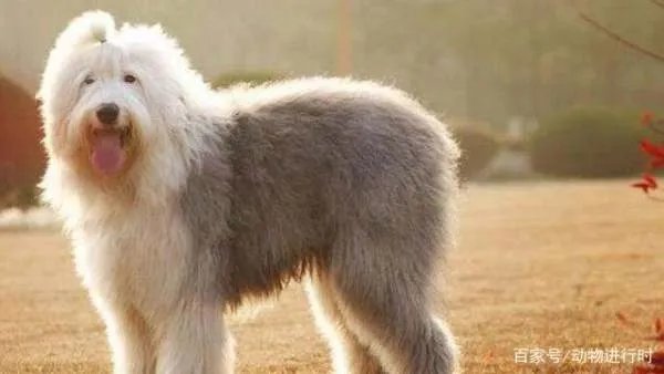 养古牧是一种什么体验?