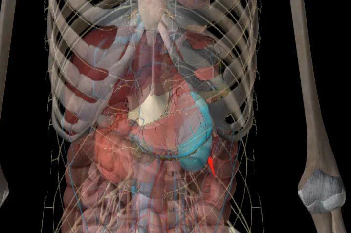 肚脐周围器官位置图片大全