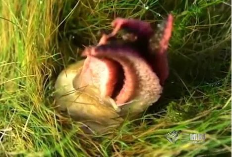 男子草丛发现异物 捅破后被吓坏了(图)