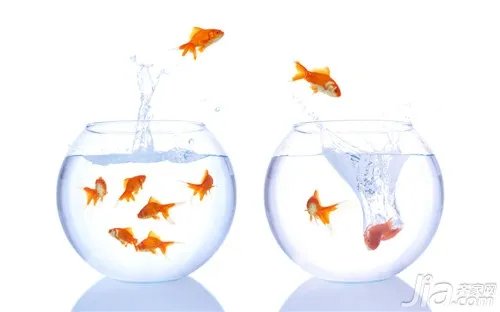 家里如何养鱼?养鱼知识大全