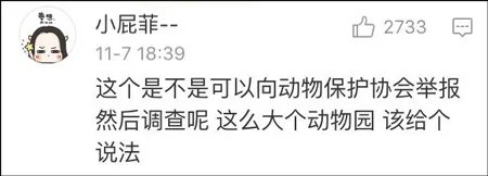 动物园狼舍现二哈 二哈竟然在狼群中也能混得开