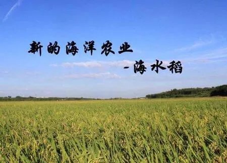 袁隆平提出发展“海水稻”目标:选育品种,每年可增产300亿公斤,你怎么看?