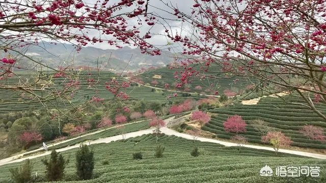 男子武大校园剧烈摇动樱花树，如何有效制止此类行为？