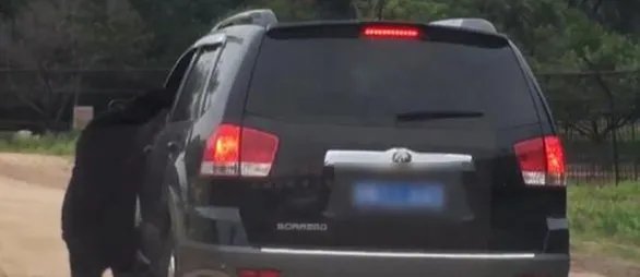 开窗投食被熊扒住结果如何?