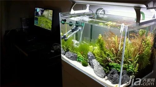 家里如何养鱼?养鱼知识大全