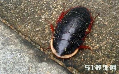 民间存在的奇异物品:千万别碰（组图）