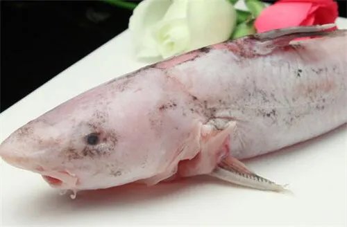 长江回鱼的营养价值有哪些  长江回鱼的作用有哪些
