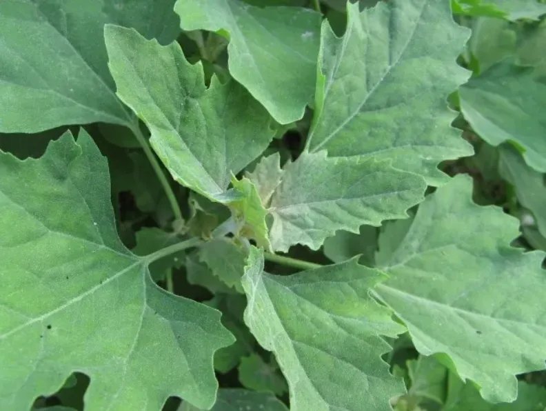 灰灰菜图片功效与作用，食用方法