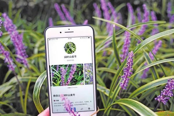 今天拍照识图了吗什么意思 黑科技帮你辨别这是什么花