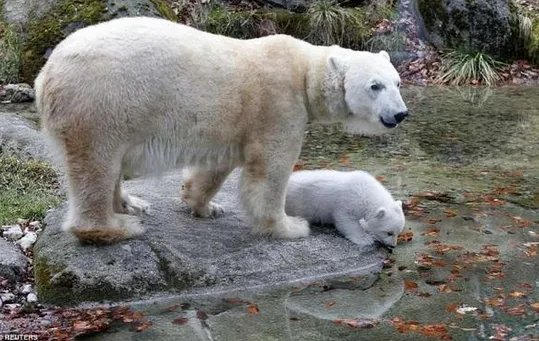 北极熊出逃被射杀是怎么回事?