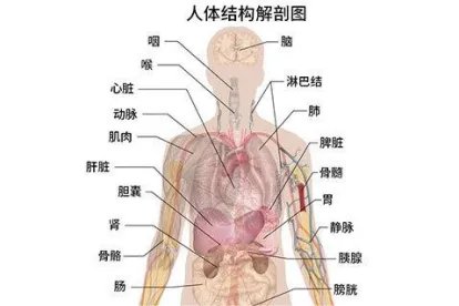 女性内脏结构图