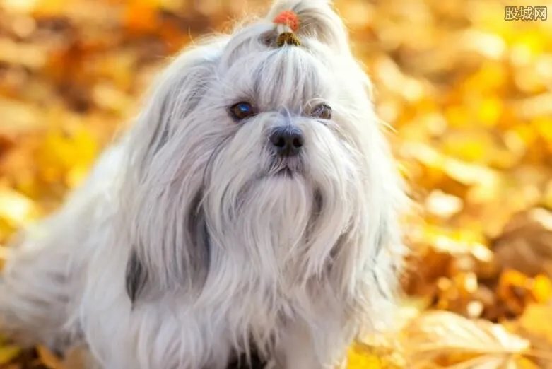 跳河救宠物狗溺亡 狗被救上岸人却不幸