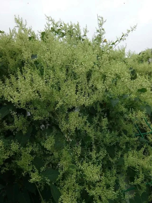 上联：落日阁中琴瑟瑟，阁下洛阳客，下联怎么对？