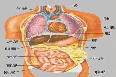 人体脏器图片