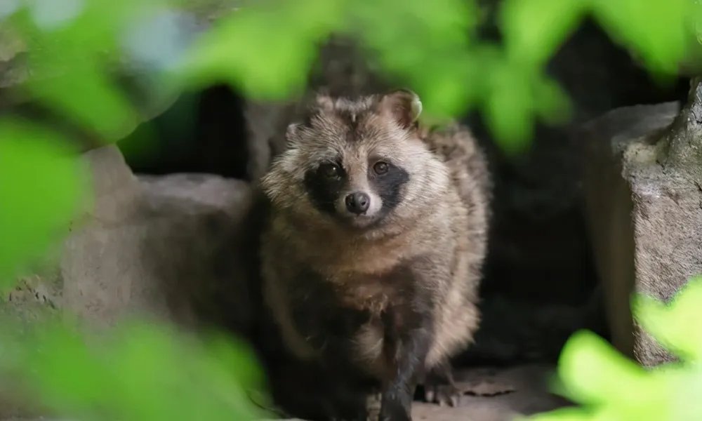 上海100多个小区出现貉 专家：生性胆小无需恐慌