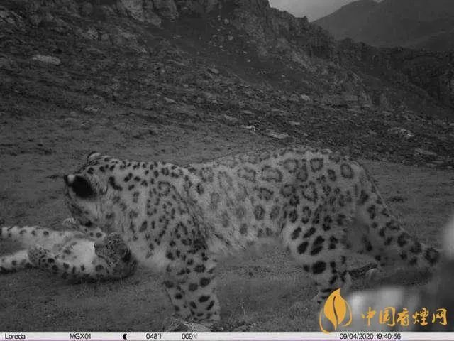 青海海东首次发现雪豹 画面照片曝光！