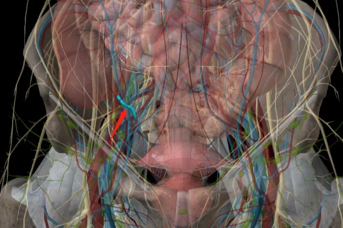 肚脐周围器官位置图片大全