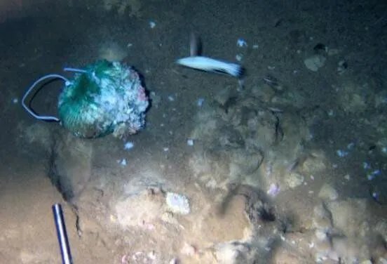 蛟龙号看见了什么 蛟龙号马里亚纳海沟6699米处抓拍