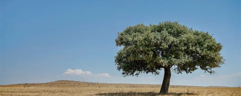 橄榄枝象征着什么意义 抛出橄榄枝象征着什么意义