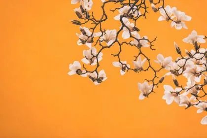 大林木命理解析，大林木命的命运好不好？