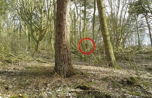 毛骨悚然!男子野外竟拍到这一幕：真实的野人（图）