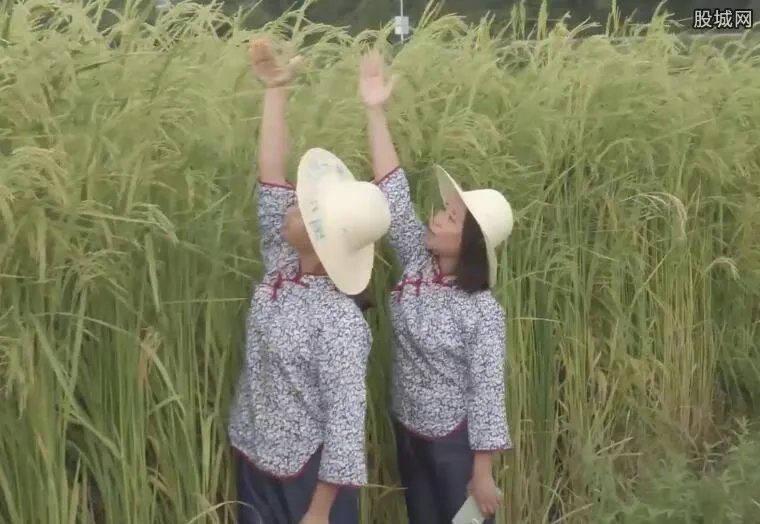 长沙种出2米2高巨型稻致敬袁隆平 袁老的梦想真的实现的