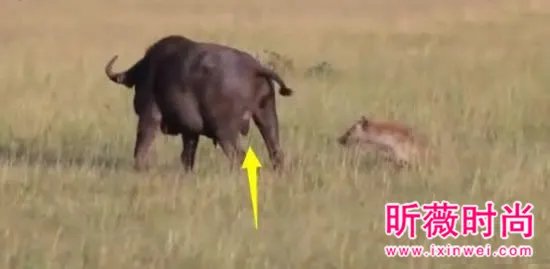 非洲鬣狗大战野牛 下幕不忍直视（组图）
