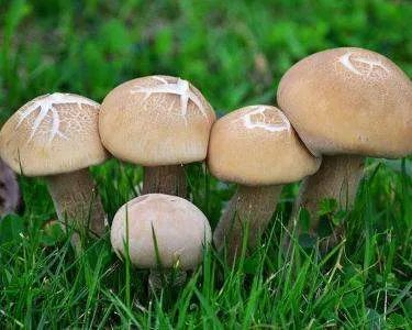 云南现巨型蘑菇有多大?