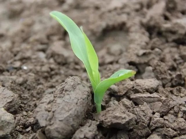 舒兰疫情后，现在农民种地怎么办？