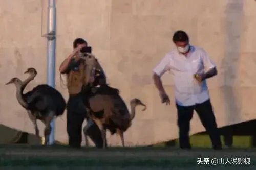 怎么看巴西总统被鸵鸟咬伤?