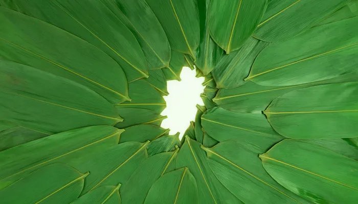 粽子叶煮多长时间好 粽子叶要煮多长时间