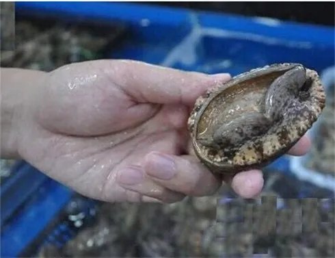 鲍鱼的清洗及做法 鲍鱼怎么吃