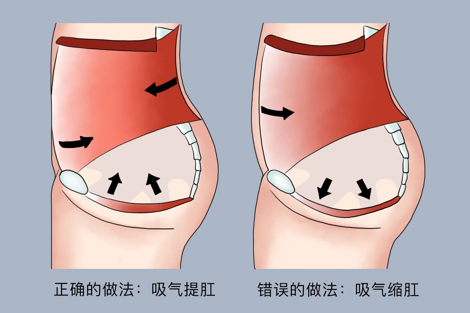 提肛的正确方法图片