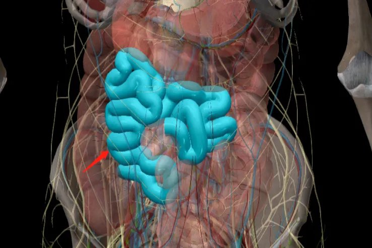 肚脐周围器官位置图片大全