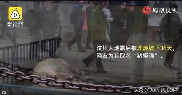 猪坚强13岁了是什么事情?
