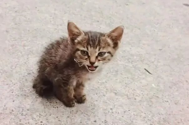 ​流浪猫获“编制”被消防说教到睡着是怎么回事 流浪猫获“编制”被消防说教到睡着具体情况