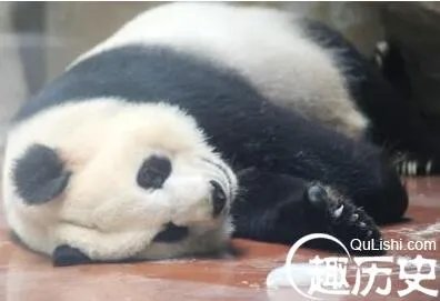 成都开启烧烤模式 动物都受不了连续处于高温